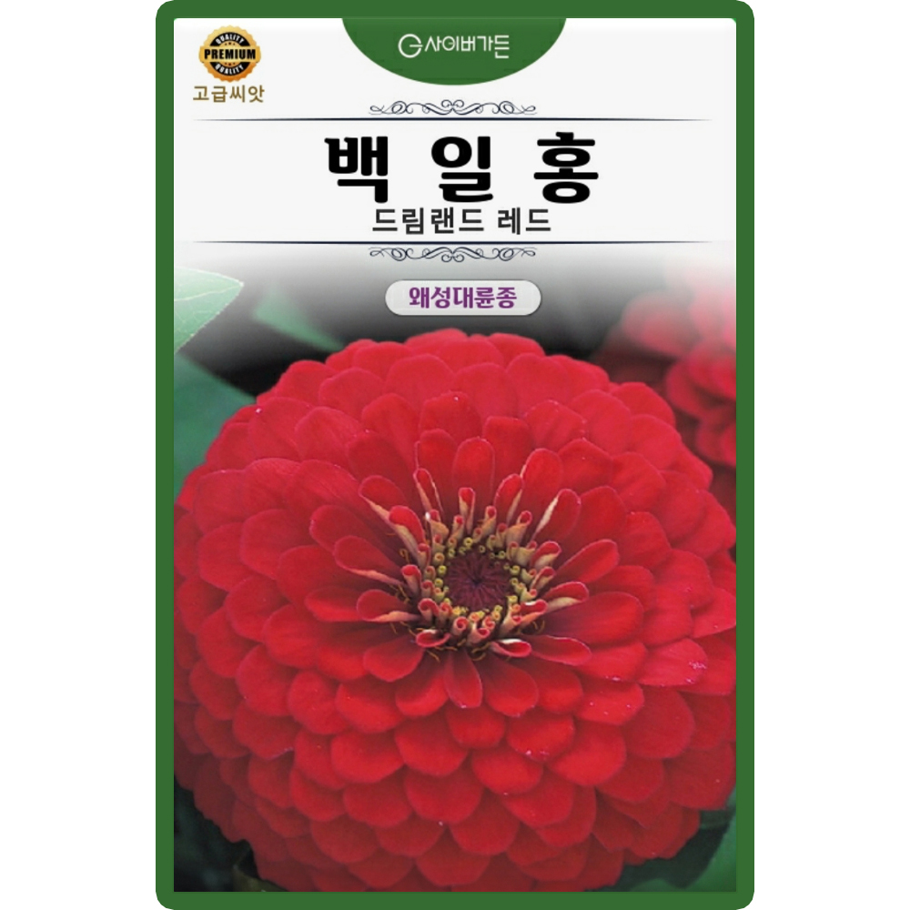 백일홍 씨앗 10립 드림랜드 레드 백일홍 왜성겹꽃 꽃씨 종자 : 산들마켓샵