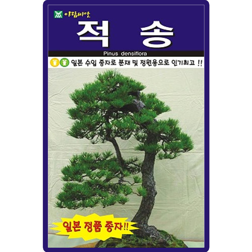 아람종묘 적송 씨앗 50립 일본 정품 적송나무씨 수목 종자 : 산들마켓샵