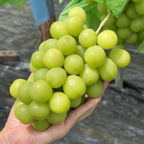 한알 달콤 고당도 포도 샤인머스켓 2kg 일반 - 상세 이미지 4
