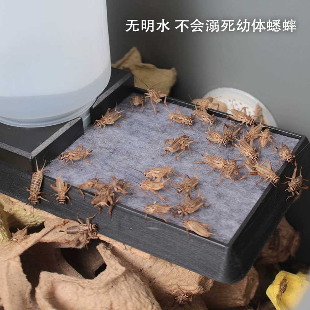 귀뚜라미 사육 곤충 사마귀 상자 케이지 번식 급수기 500ml - 상세 이미지 2