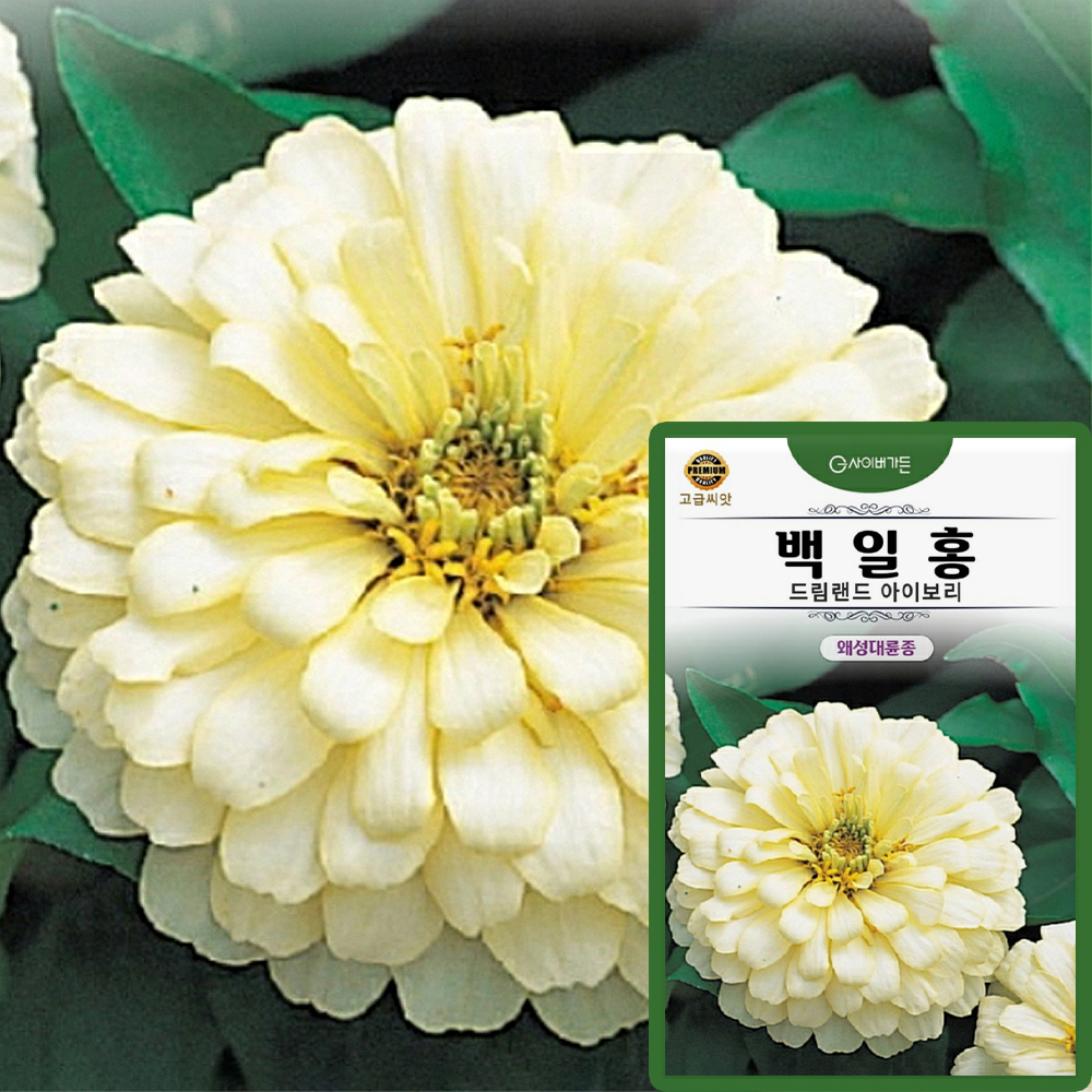 백일홍 씨앗 10립 드림랜드 아이보리 백일홍 왜성대륜 꽃씨 종자 : 산들마켓샵