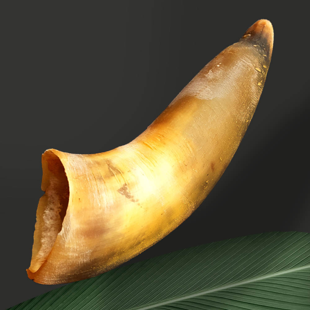 대형견 수제간식 강아지뼈간식 강아지 소뿔껌 XL