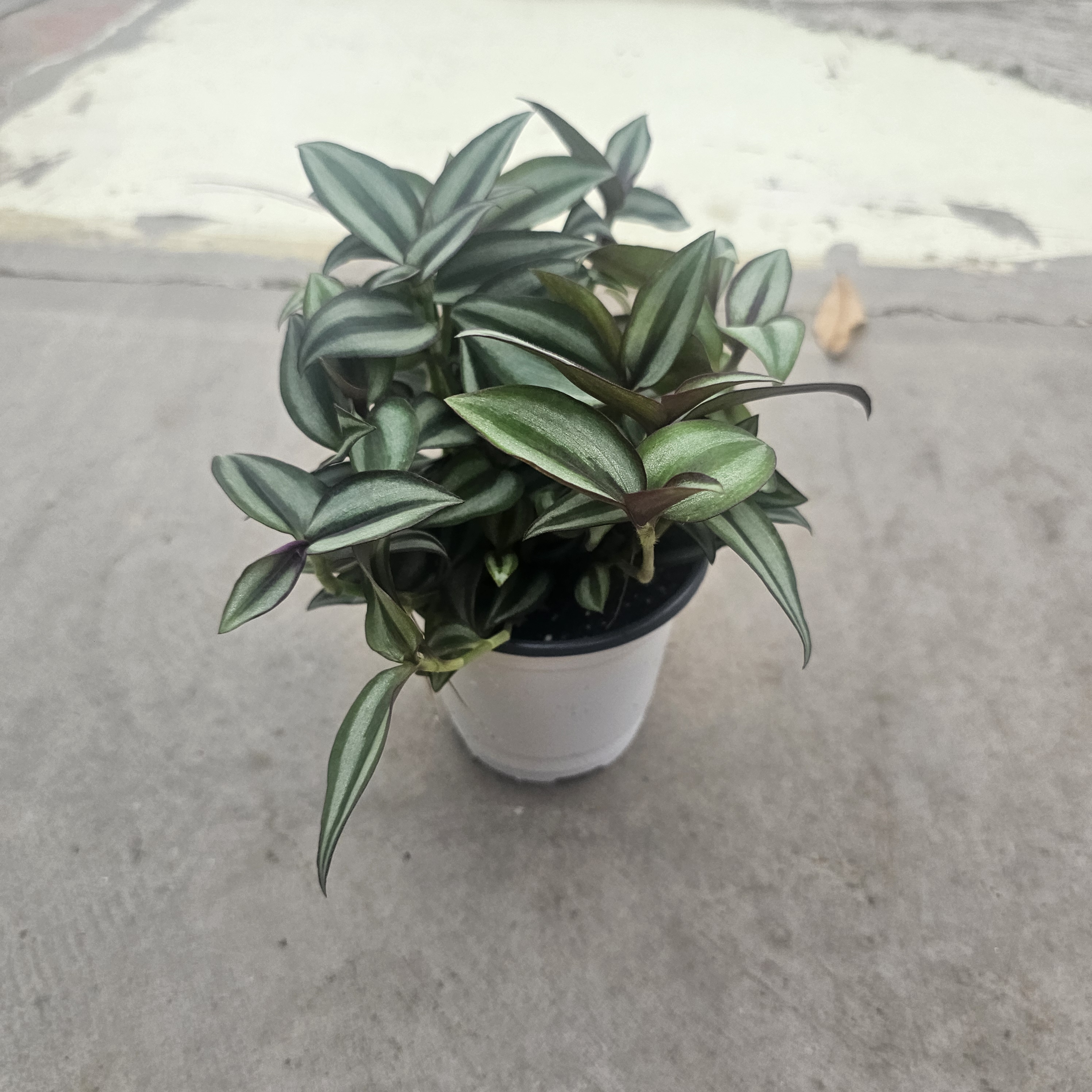 제브리나 양지식물 소품 보라색달개비 공기정화 덩굴 화분 희귀 거실 그늘