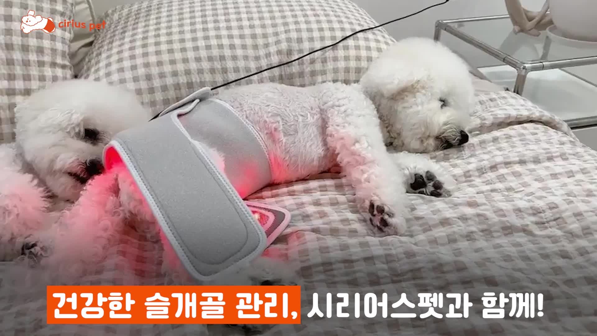 시리어스펫 슬개골 따땃망토 프로 강아지 슬개골 고관절 탈구 근적외선 온열 찜질 조사기