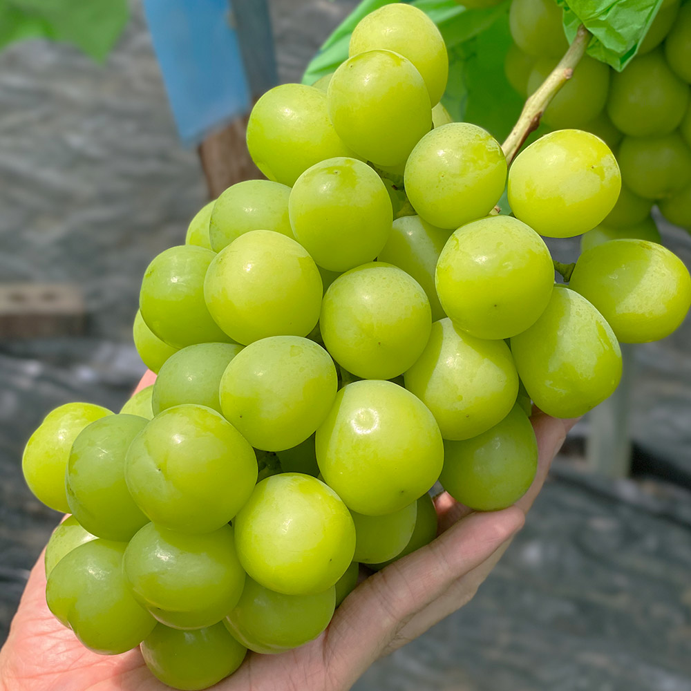 국내산 경북 프리미엄 아삭한 샤인머스켓