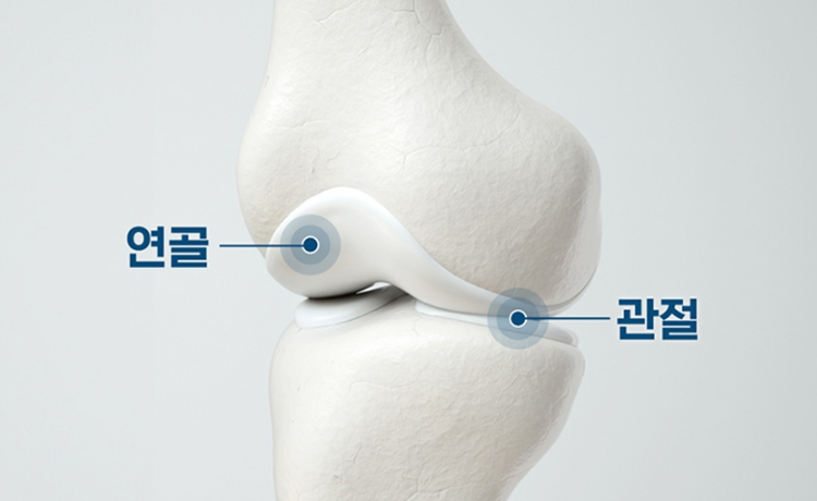 메가콘드로이친 일반식품 물과함께 성인남녀 하루한번2정 1개월분 - 상세 이미지 5