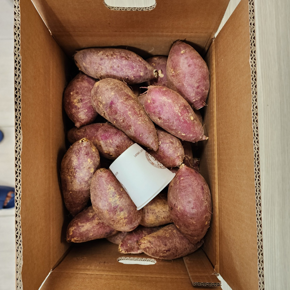 해남 꿀 고구마 5KG 호박 고구마 못난이 베니하루카 전참시 다이어트