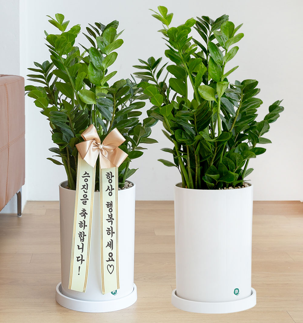 금전수 돈나무 개업 축하화분배달 개업식화분 선물 거실화분 집들이 중형