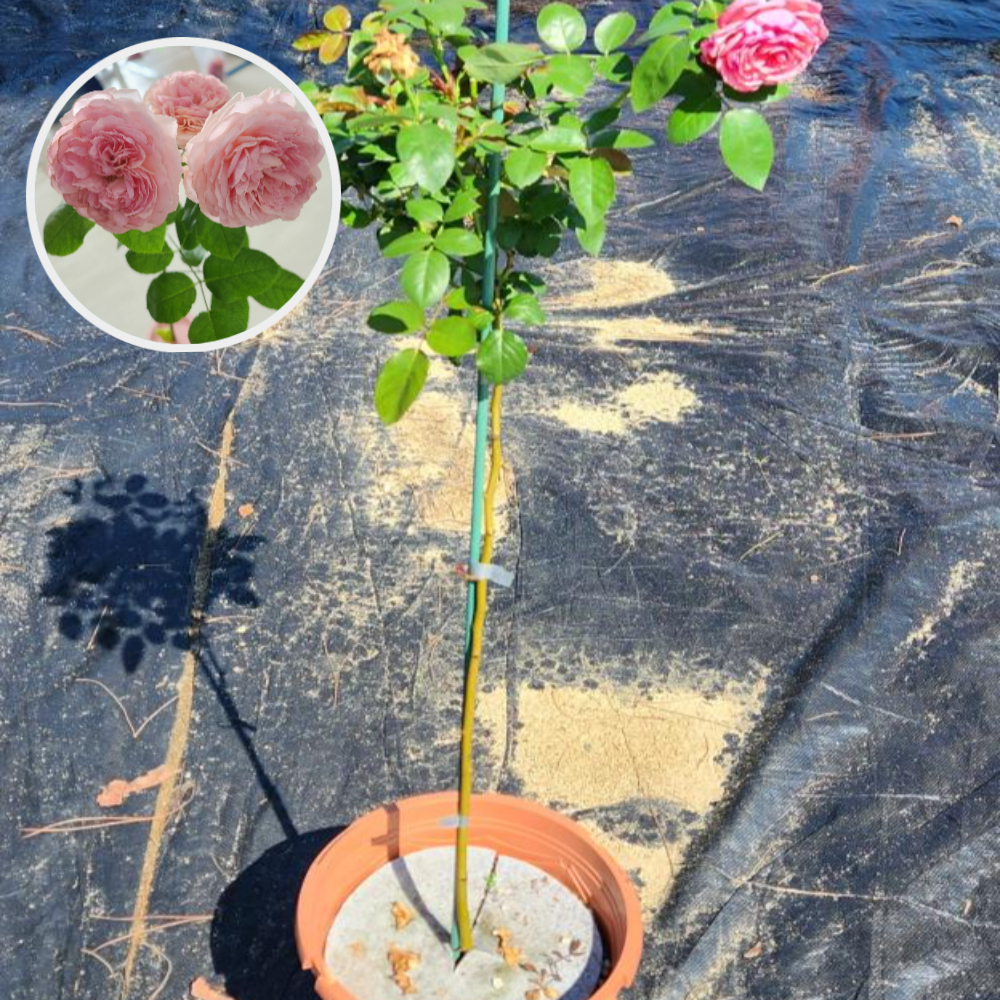 사계장미나무 퍼니엘폴슨 외목대수형 7치 화분묘 제품 이미지