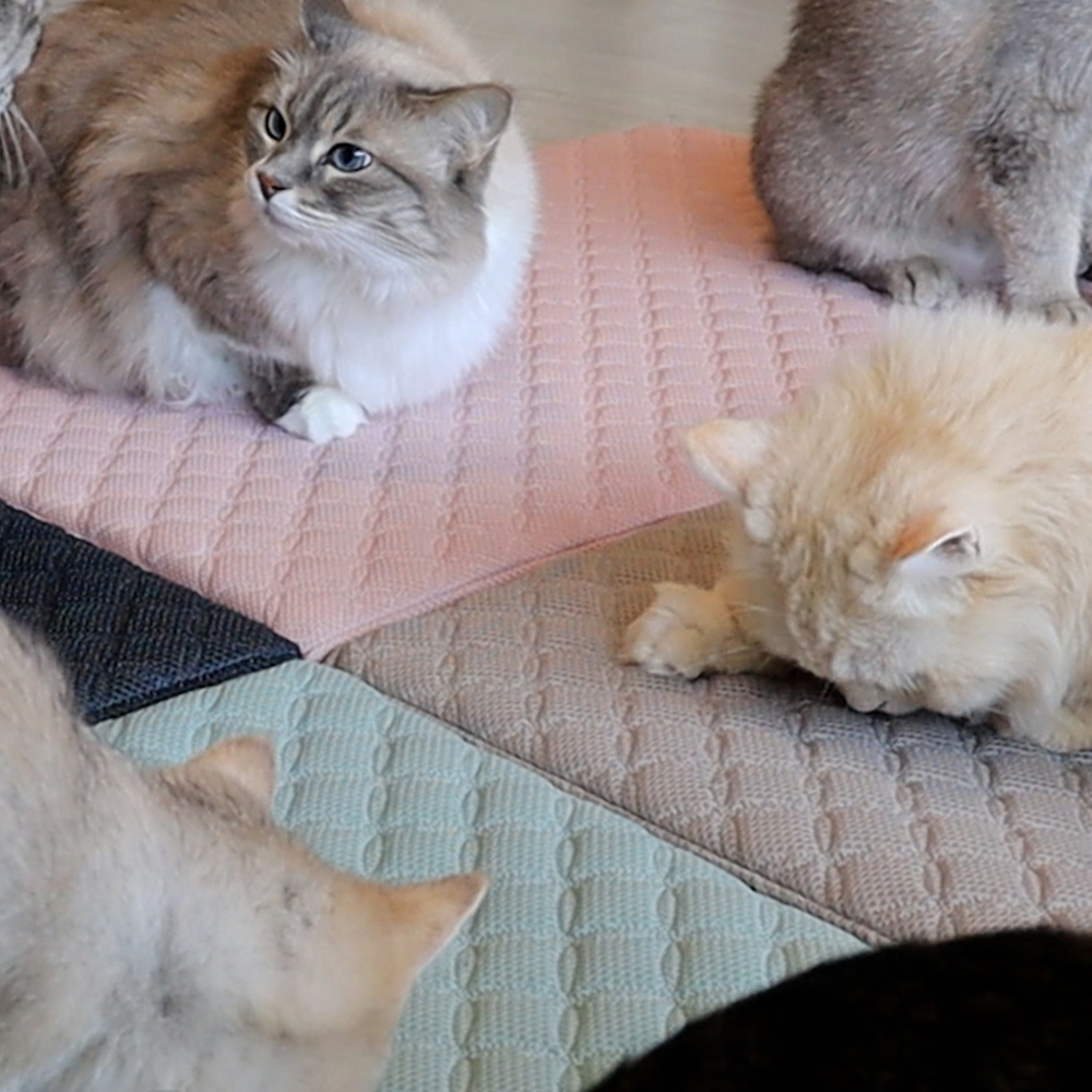 초코펫 고양이 스크래쳐 매트 스트레스 해소 냥이 행복 매트리스 2.0 일반형 제품 이미지