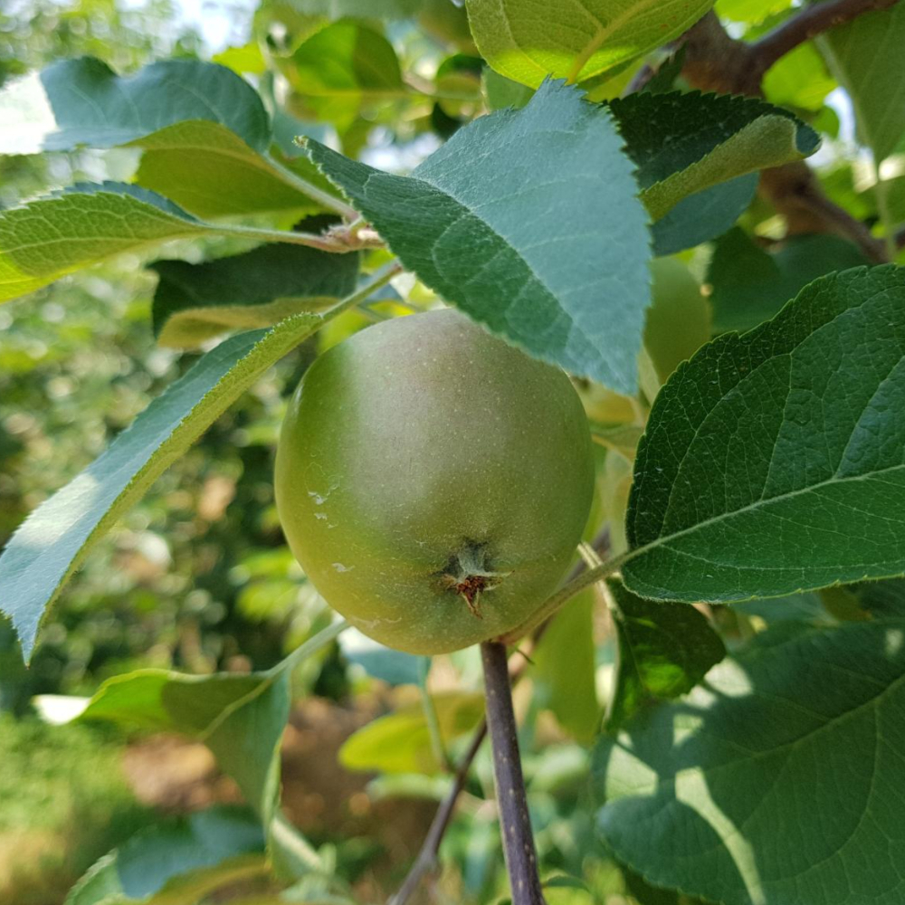 아오리사과 여름 제철 햇 사과 가정용 썸머킹 2키로 3키로 4키로 산지직송 - 상세 이미지 5