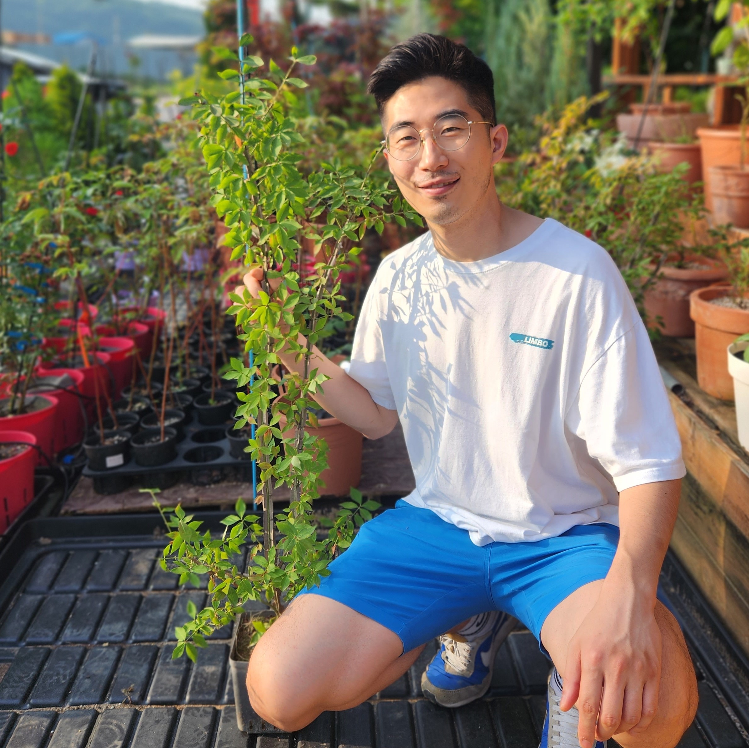 화살나무 50cm 묘목 제품 이미지