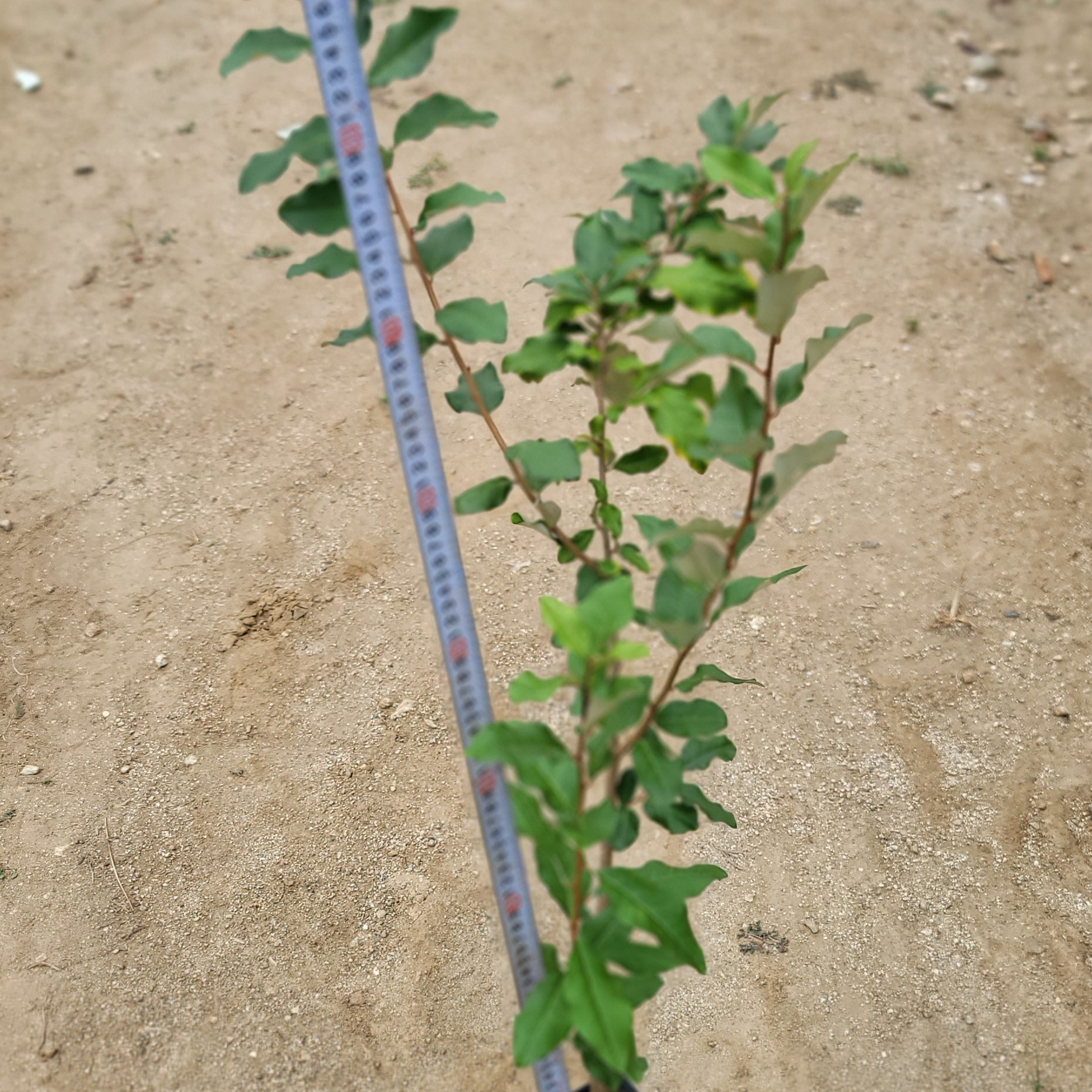 보리수나무 묘목 왕보리수 이미지 3