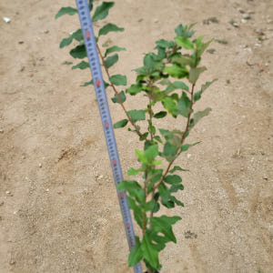 보리수나무 묘목 왕보리수 실사용 후기 | 효과 있을까? - 상품 이미지 3