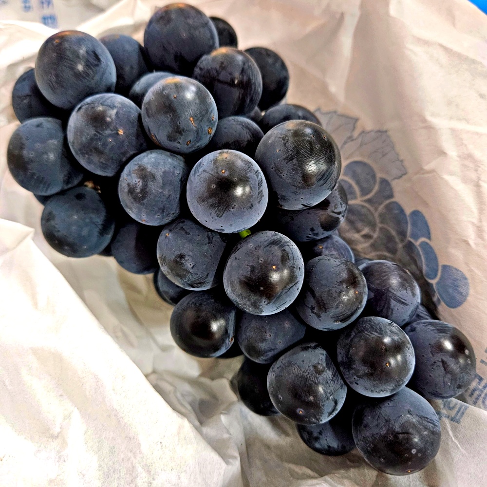 상주 모서 모동 김천 경산 옹골찬 송산 영동 캠벨포도 켐벨포도 1kg 2kg 3kg