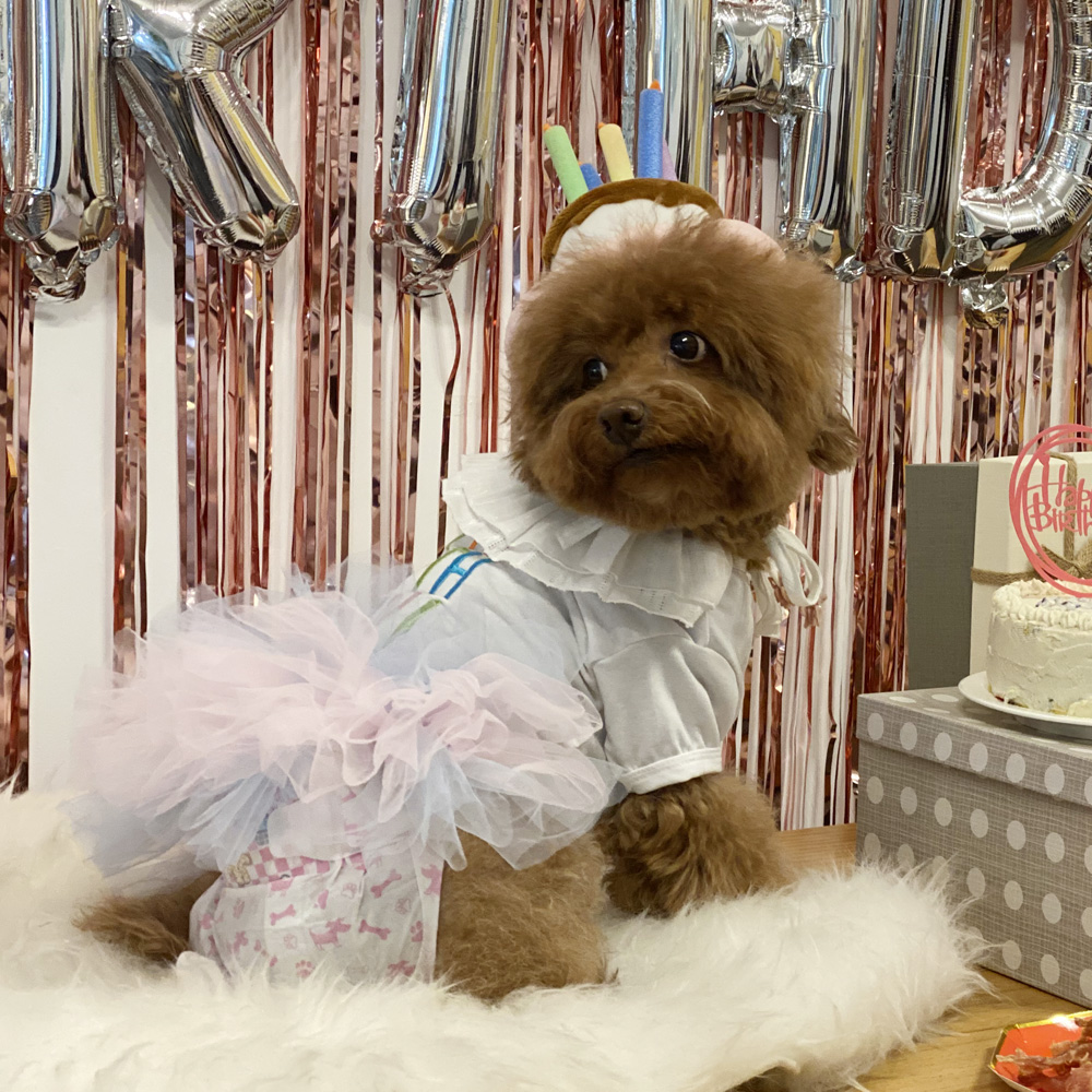 강아지생일 해피벌스데이 튜튜 원피스 드레스 강아지옷 - 상품 이미지