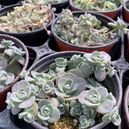 연화 바위솔 sempervivum 용설TV 인테리어 다육식물 가든 월동 : 용설 바위솔