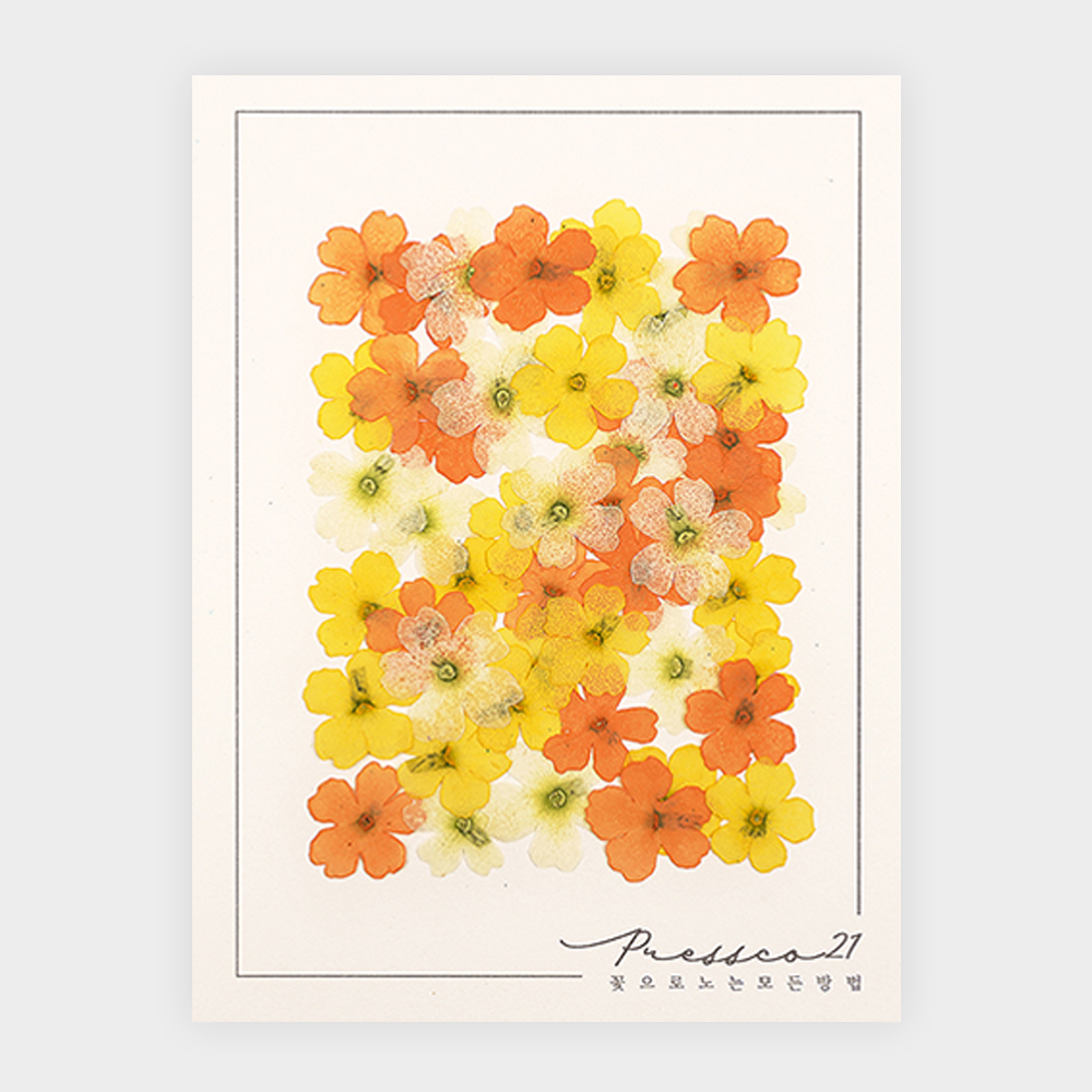 [프레스코21] 압화 압화꽃 꽃송이 혼합꽃팩 마가렛 이미지 2