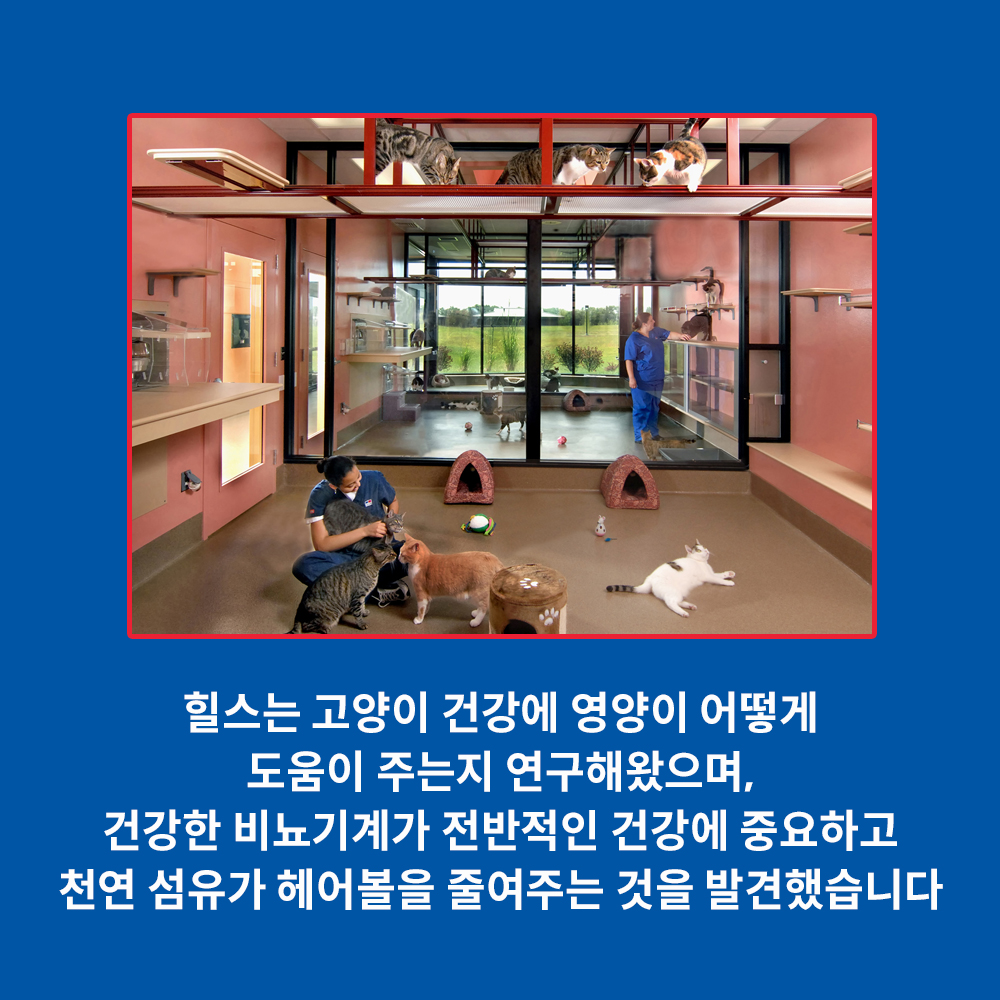 힐스 고양이사료 어덜트 유리너리 헤어볼 컨트롤 스튜 주식캔 82g X 12개