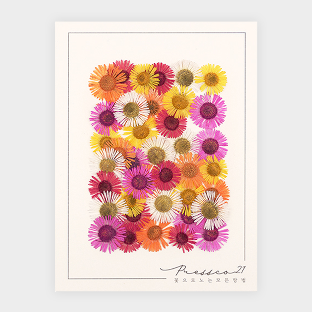 [프레스코21] 압화 압화꽃 꽃송이 혼합꽃팩 마가렛 이미지 4