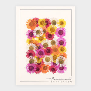 [프레스코21] 압화 압화꽃 꽃송이 혼합꽃팩 마가렛 실사용 후기 | 효과 있을까? - 상품 이미지 4