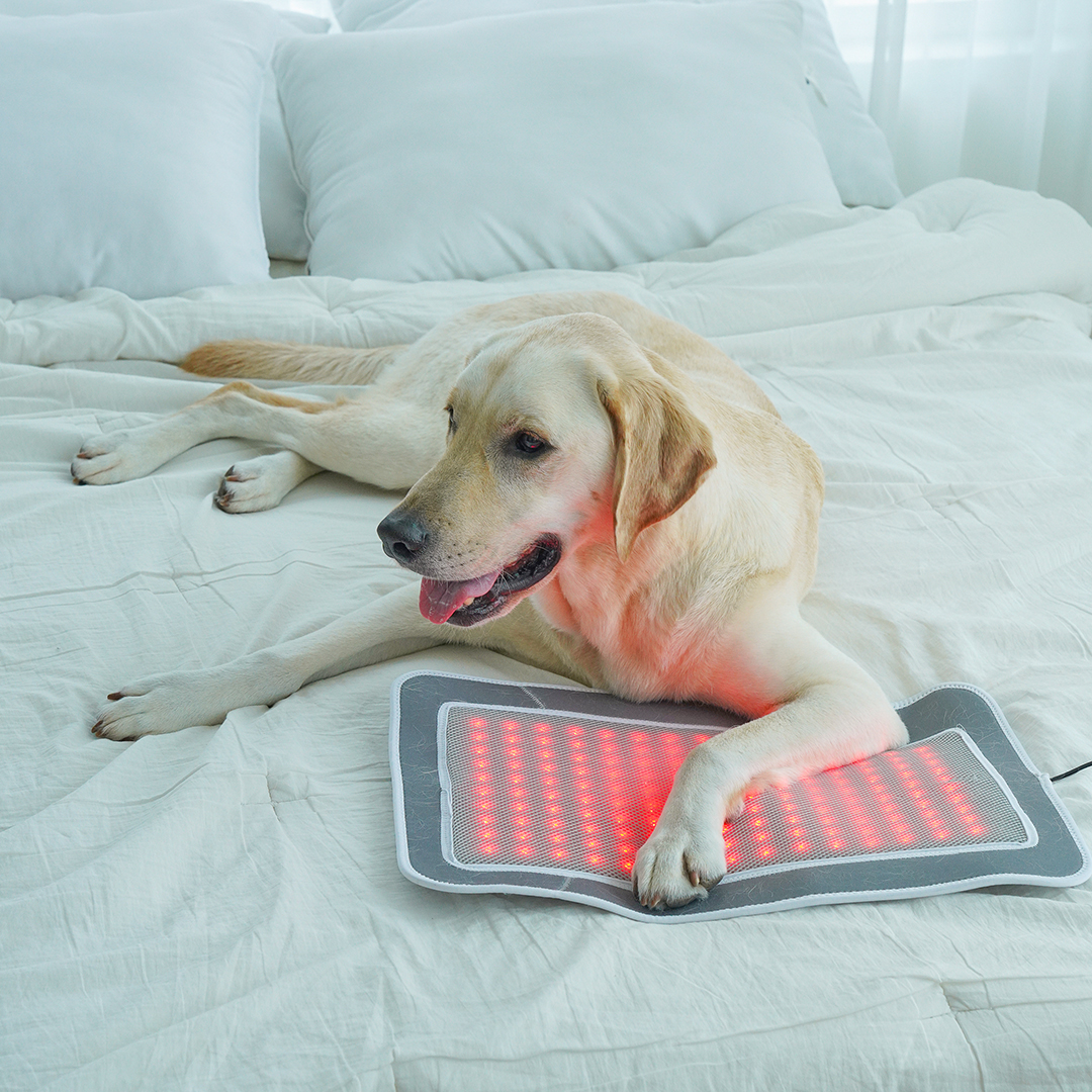 시리어스펫 슬개골 따땃패드 프로 강아지 고양이 디스크 근적외선 온열 찜질 조사기