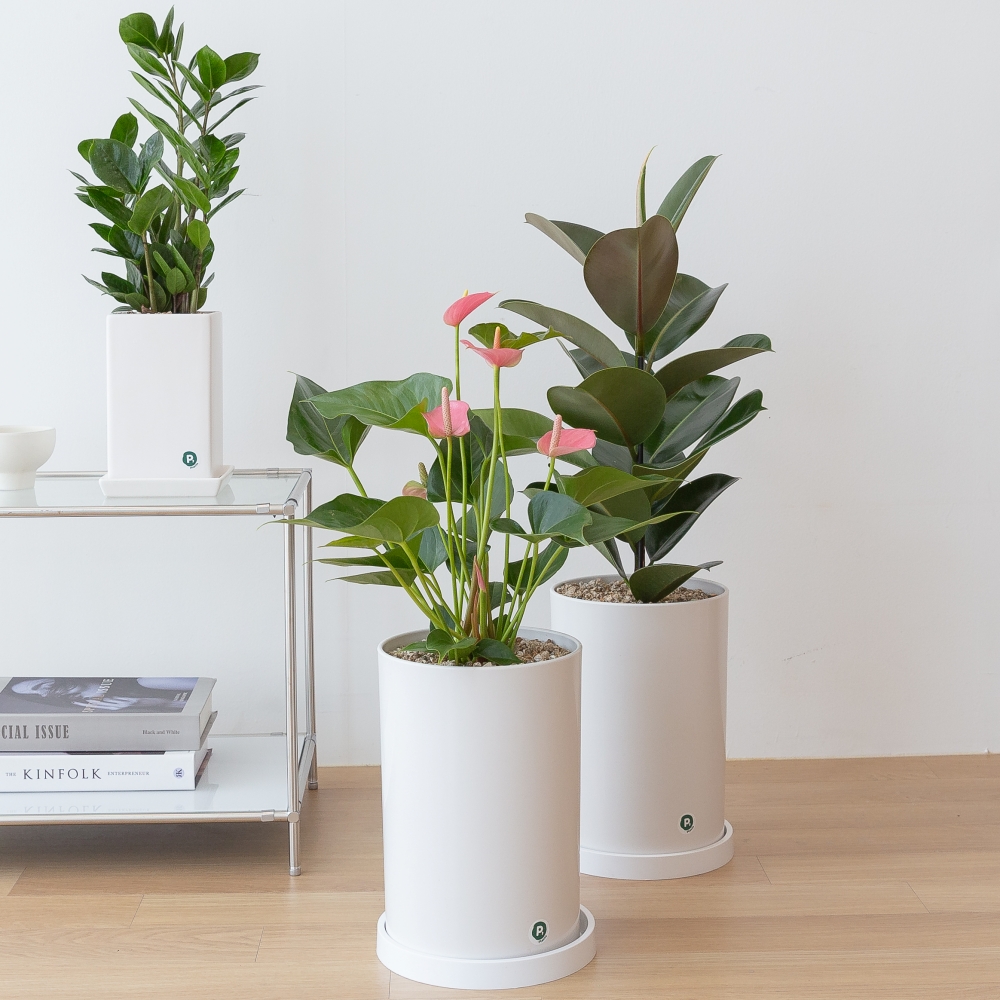 핑크안스리움 승진화분 승진축하 영전 키우기쉬운 음지식물 반려식물 인테리어 플랜테리어 중형