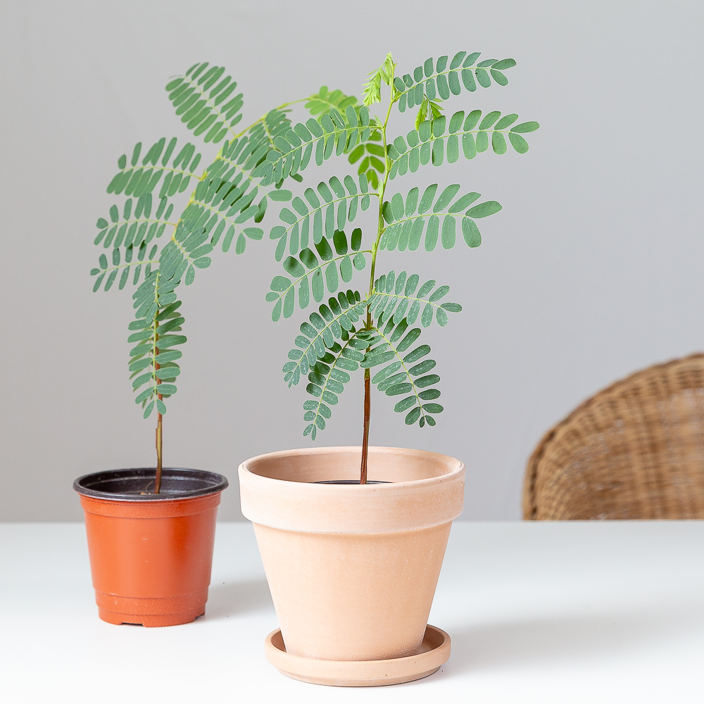 타마린드 플랜테리어 화초 음지 실내공기정화 키우기쉬운 반려식물인테리어