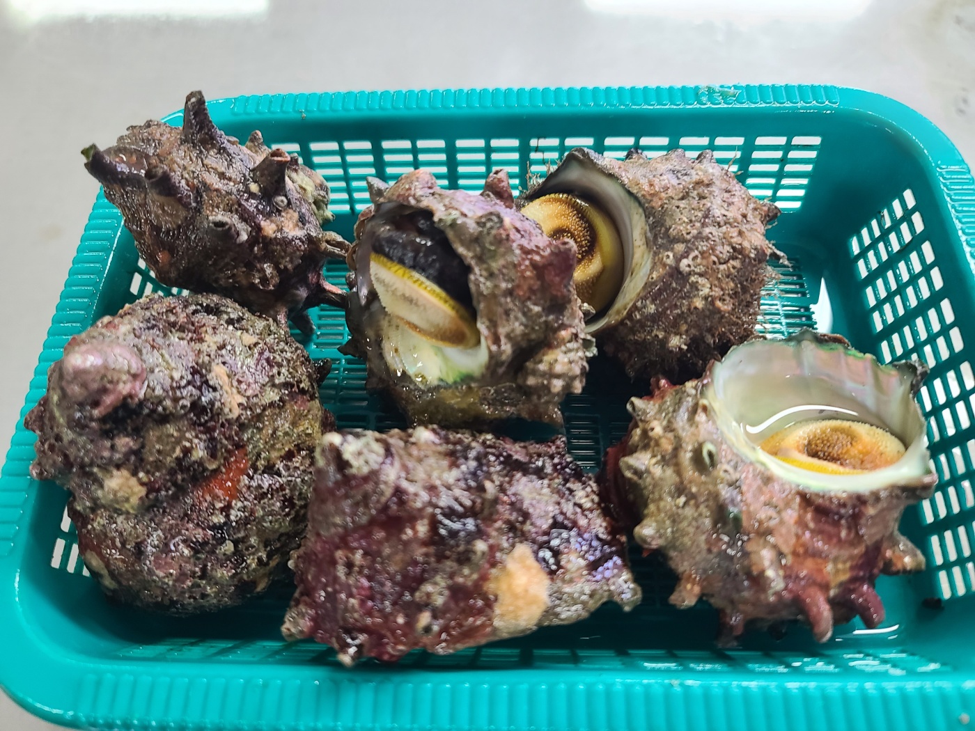 (산지직송) 통영 뿔소라 1kg - 상세 이미지 5