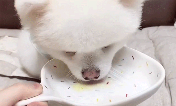 닥터맘마 강아지 고양이 오메가3 오일(묘/견 겸용)영양제 30ml - 상세 이미지 3