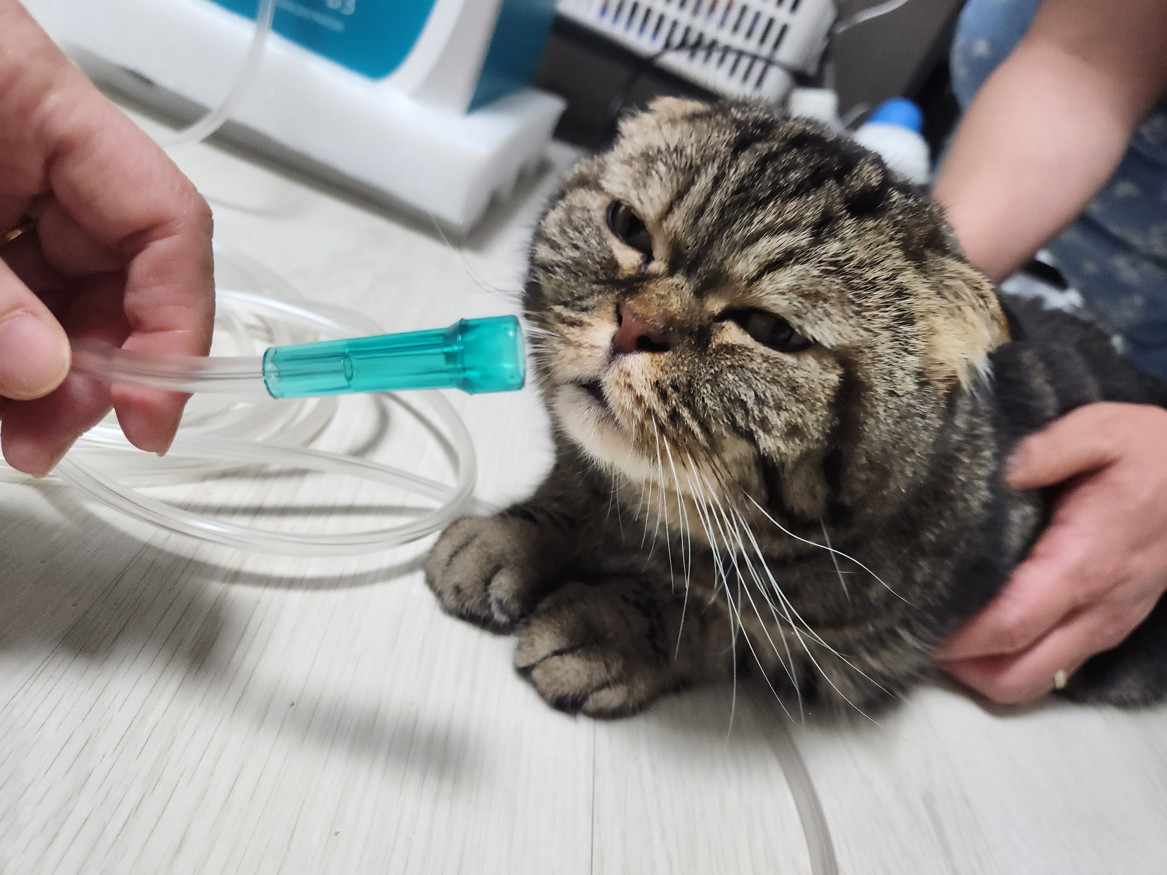 [한달무료] 강아지산소방 의료용 산소발생기 대여 렌탈 임대 산소호흡기 무약정