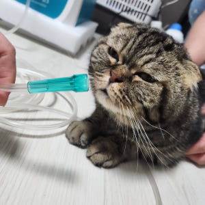 [한달무료] 강아지산소방 의료용 산소발생기 대여 렌탈 임대 산소호흡기 무... 솔직 후기 | 실제 사용자 리뷰 총정리 - 상품 이미지 3