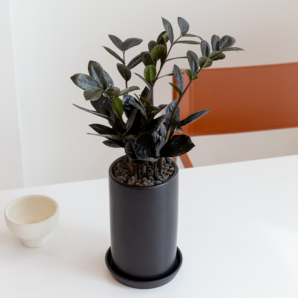 블랙 금전수 돈나무 돈들어오는 개업 축하화분배달 개업식 집들이 개원 거실화분 선물 이미지 2