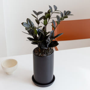 블랙 금전수 돈나무 돈들어오는 개업 축하화분배달 개업식 집들이 개원 거실... 실사용 후기 | 효과 있을까? - 상품 이미지 2