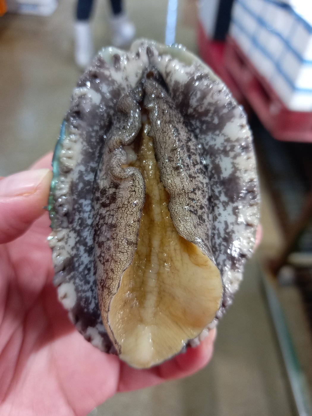 완도 활전복 500g,1kg 당일조업 산소포장 이미지 8