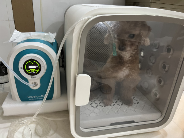 [한달무료] 강아지산소방 의료용 산소발생기 대여 렌탈 임대 산소호흡기 무약정