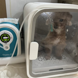 [한달무료] 강아지산소방 의료용 산소발생기 대여 렌탈 임대 산소호흡기 무... 솔직 후기 | 실제 사용자 리뷰 총정리 - 상품 이미지 4