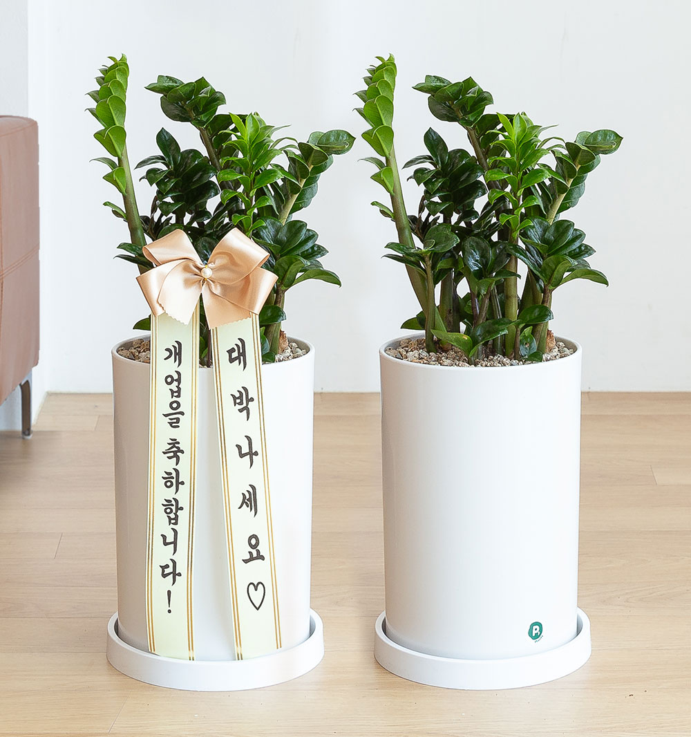 보석 금전수 돈나무 돈들어오는 개업 축하화분배달 개업식 집들이 개원 거실화분 선물 중형
