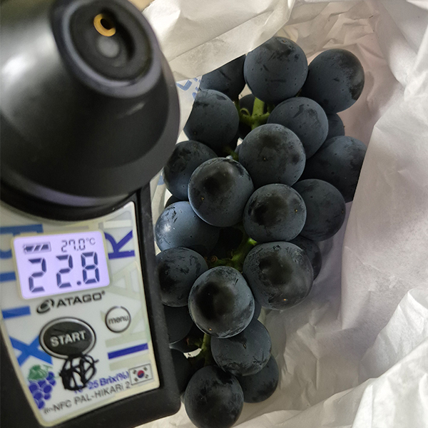 두들리 씨없는 충랑포도 껍질째 아삭한 블랙포도 - 상세 이미지 2