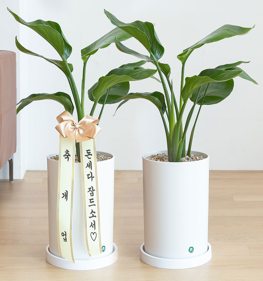 극락조 돈들어오는 개업 축하화분배달 개업식 집들이 개원 거실화분 선물 중형