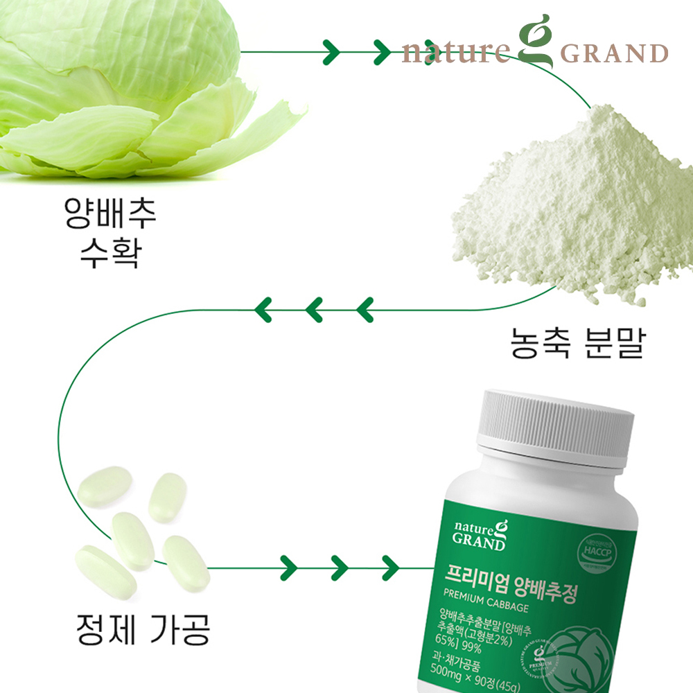 국산 양배추정 캐비지정 캐비지 양배추환 약3개월 - 상세 이미지 4