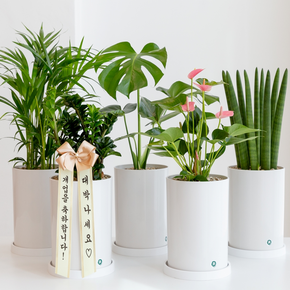 개업화분 꽃배달 축하화환 생일 사무실 카페 식당 미용실 개업집 오픈 선물 금전수