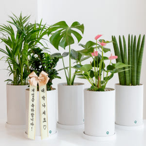 개업화분 배달 축하화환 개업화환 생일 사무실 카페 식당 오픈 선물 금전수 솔직 후기 | 실사용자 리뷰 분석 - 상품 이미지 1