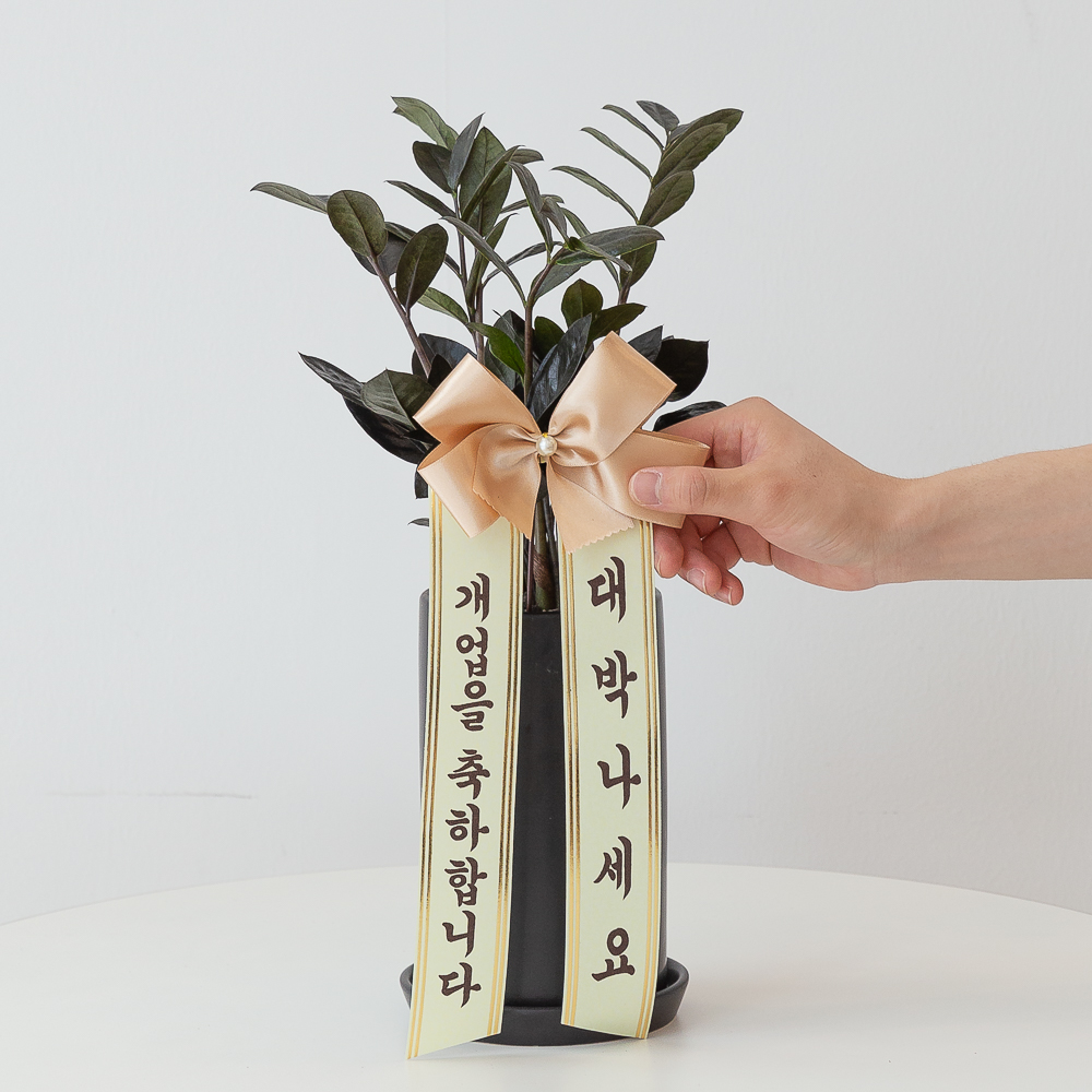 블랙 금전수 돈나무 돈들어오는 개업 축하화분배달 개업식 집들이 개원 거실화분 선물 이미지 3