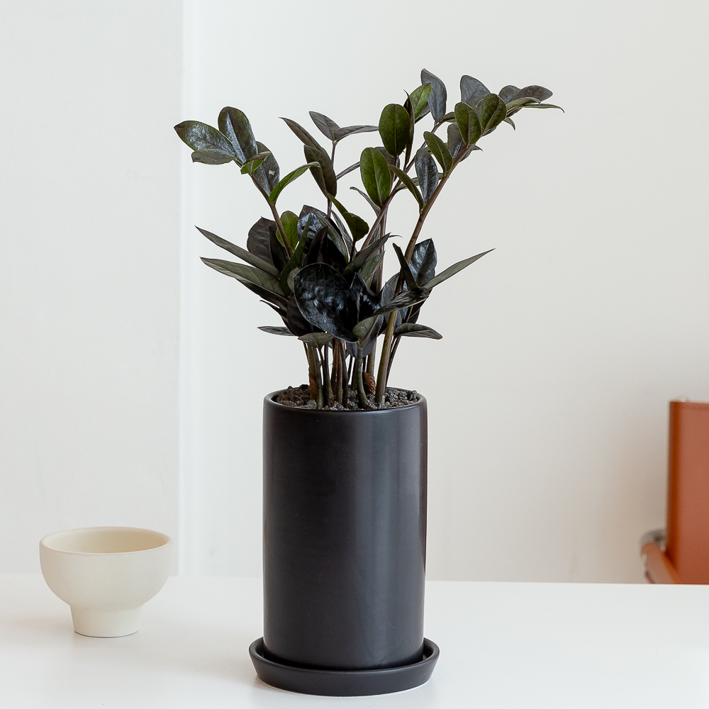 블랙 금전수 돈나무 돈들어오는 개업 축하화분배달 개업식 집들이 개원 거실화분 선물