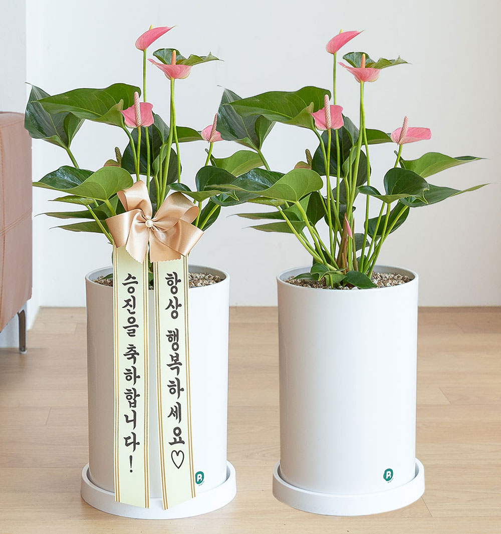 핑크안스리움 승진화분 승진축하 영전 키우기쉬운 음지식물 반려식물 인테리어 플랜테리어 중형