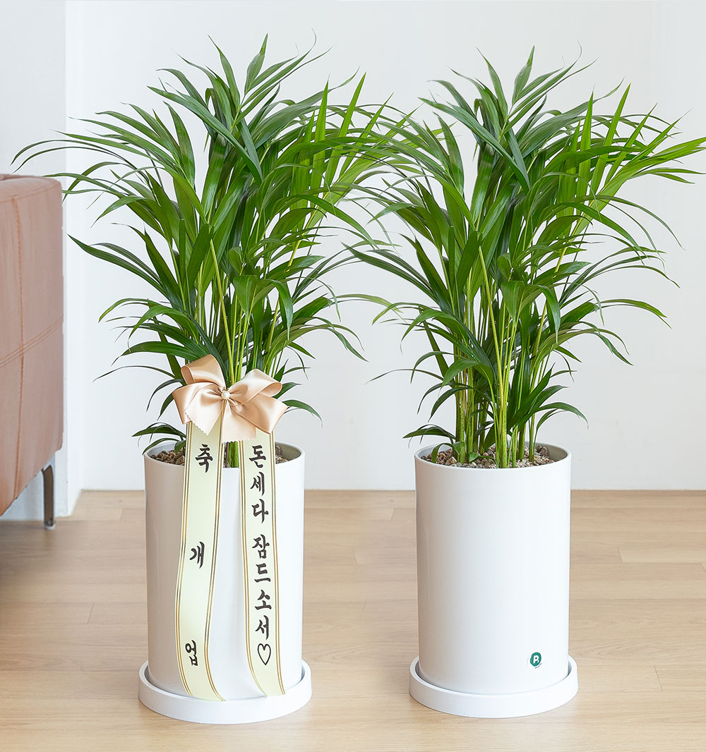 아레카야자 승진화분 승진축하 영전 키우기쉬운 음지식물 반려식물 인테리어 플랜테리어 중형