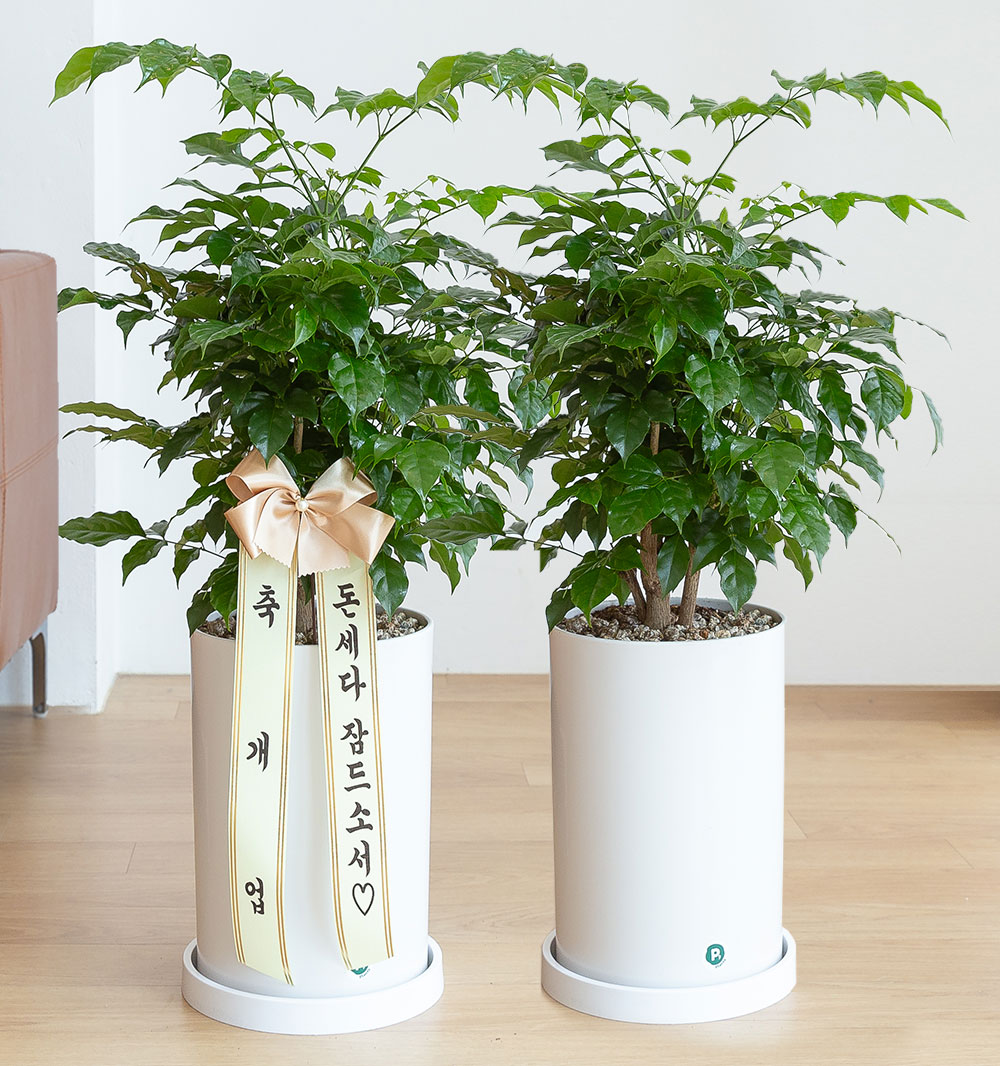 녹보수 돈들어오는 개업 축하화분배달 개업식 집들이 개원 거실화분 선물 중형