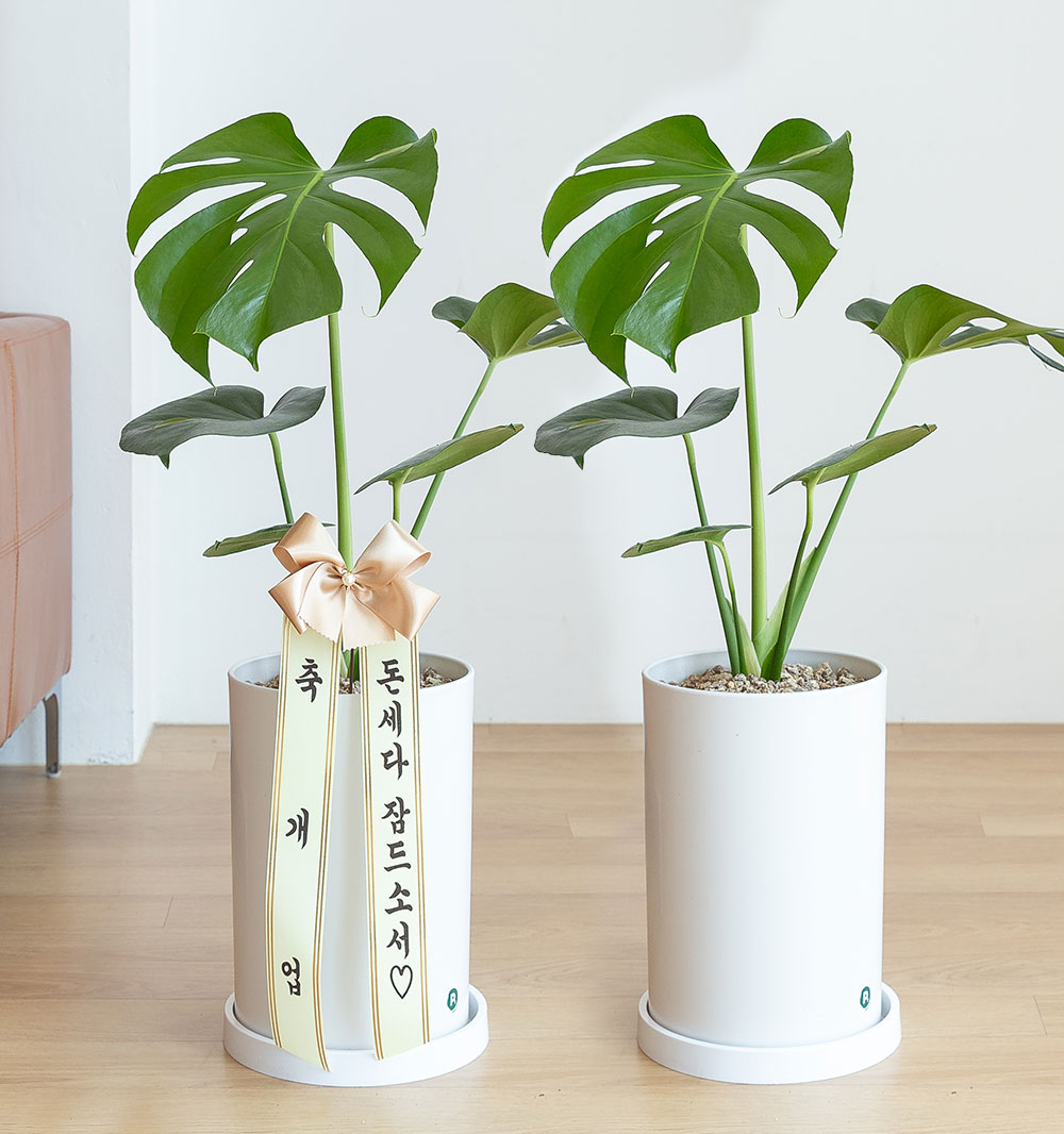 몬스테라 승진화분 승진축하 영전 키우기쉬운 음지식물 반려식물 인테리어 플랜테리어 중형