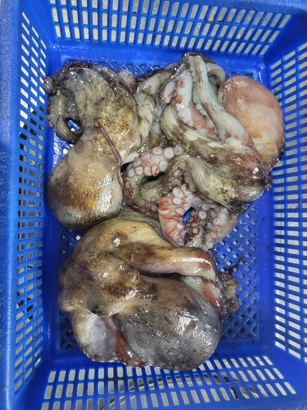 통영 자연산 돌문어 문어 제수용 1kg 2-4미 이미지 8